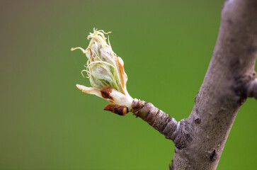 Opening bud on an apple tree branch in spring.