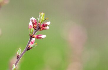Closed flowers in buds on a cherry tree in spring.