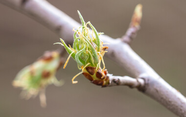 Opening bud on pear branch in spring.