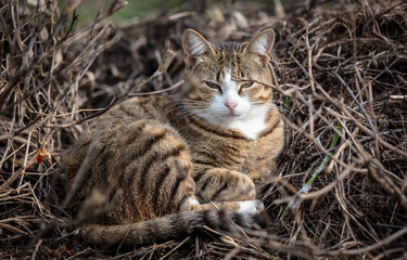 The cat is sitting on the ground.