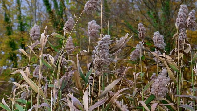 Mouvement vent qui faire bouger les herbes roseaux 