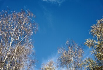 Birken und blauer Himmel im Herbst, Freiraum für Text