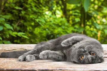 Cute domestic young cat on nature background