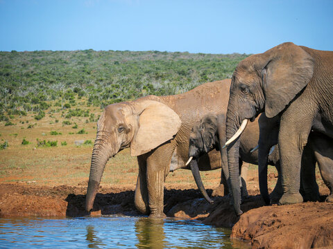 African bush elephant (Loxodonta africana) drinking at a waterhole. Eastern Cape. South Africa