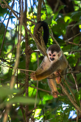 Squirrel monkey, Saimiri oerstedii, sitting on the tree trunk with green leaves, Corcovado NP, Costa Rica. Monkey in the tropic forest vegetation. Wildlife scene from nature. Beautiful cute animal.