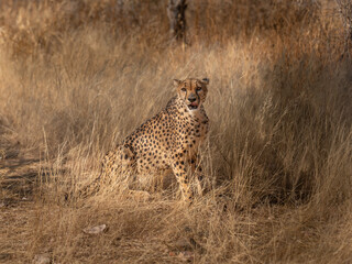 A cheetah searching for prey in the grasslands of the Kalahari Desert in Namibia.