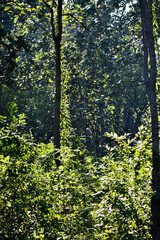 sun rays in the forest