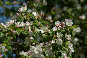 Background of cherry blossoms and blue sky. Pink buds, white flowers and green leaves