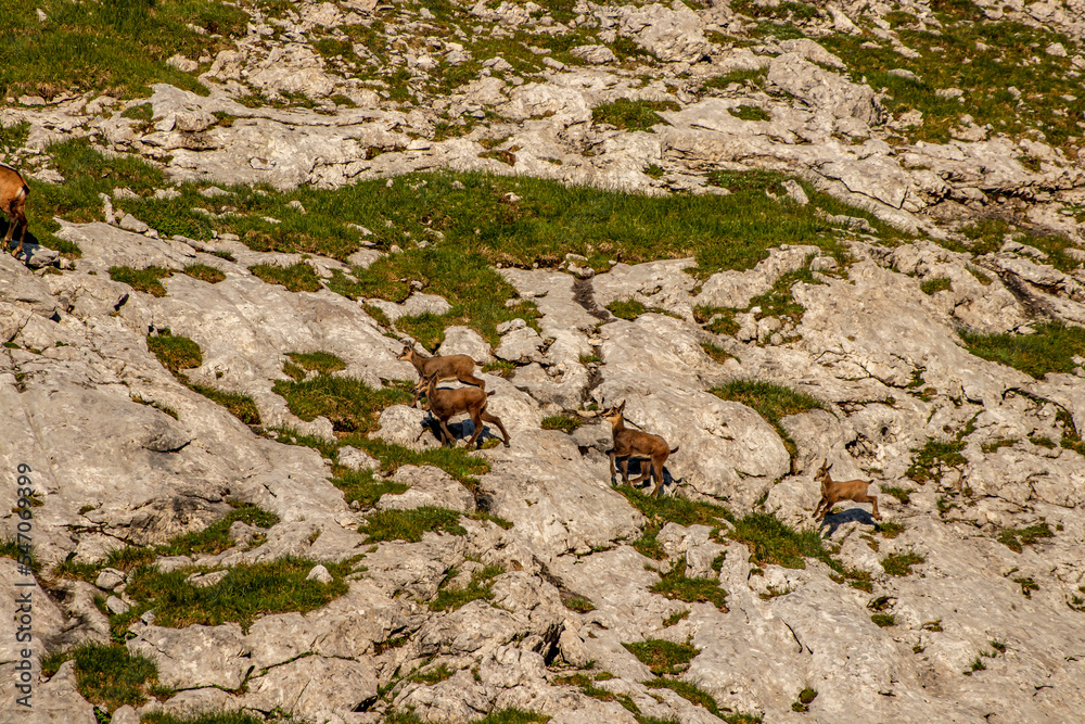 Wall mural chamois in julian alps, slovenia