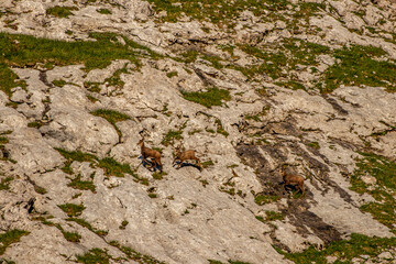 Chamois in Julian alps, Slovenia	