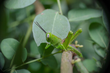 Green grasshopper looking backward to the photographer's side view