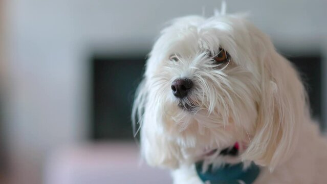 A close-up of a cute little white terrier dog looking curiously around the camera with his puppy eyes in a luxurious house