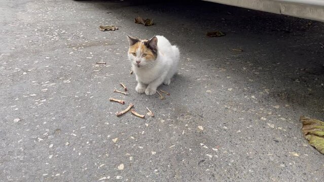 White cat eating chicken bones on street. Street feline animal looking scared