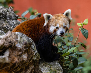 Roter kleiner Panda