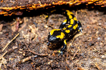 The fire salamander (Salamandra salamandra) is a common species of salamander found in Europe.