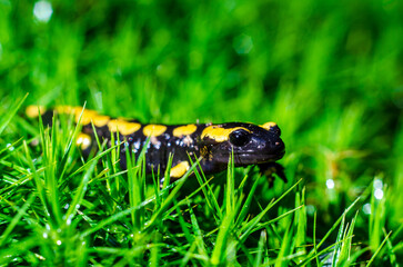 The fire salamander (Salamandra salamandra) is a common species of salamander found in Europe.