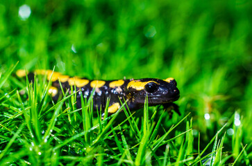 The fire salamander (Salamandra salamandra) is a common species of salamander found in Europe.