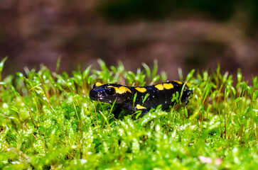 The fire salamander (Salamandra salamandra) is a common species of salamander found in Europe.