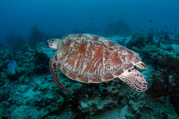 An amazing Green Turtle - Chelonia mydas swims along coral reefs. Underwater world of Menjangan Island, Bali, Indonesia.