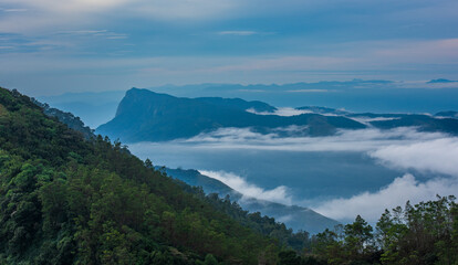 Fototapeta na wymiar Morning mist in the tea Plantation in Munnar, Kerala, India.