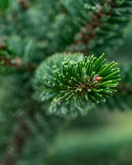 Vertical shot of a green spruce tree branch with green needles in daylight in a blurred background