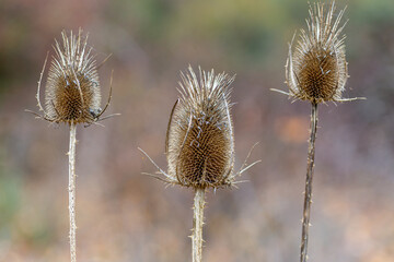 Spiny heads of carders thistle. Dipsacus fullonum.