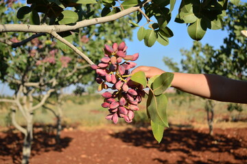a child or kid reach out to ripened red pistachios on tree branch in gaziantep