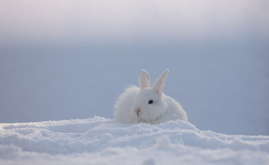 cute white rabbit in the cold