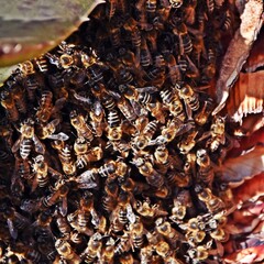 close up of a wild beehive on an Aloe Vera