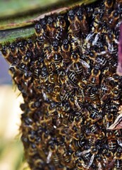 close up of a wild beehive on an Aloe Vera
