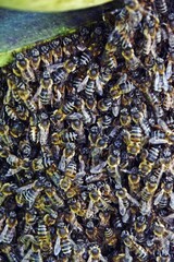close up of a wild beehive on an Aloe Vera