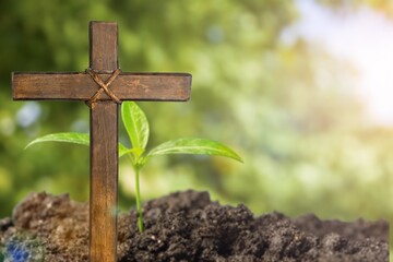 A wooden cross with green plant outdoor