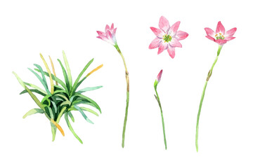 Watercolor zephyranthes lily flower collection