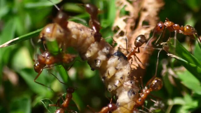 swarm of ants devour a maggot worm