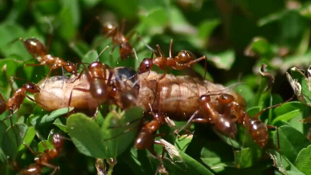 swarm of ants devour a maggot worm