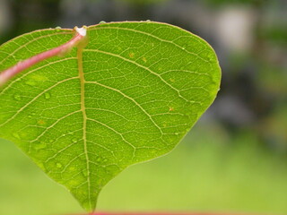 close up of green leaf