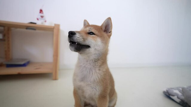 Funny Shiba Inu cub smiling. Puppy portrait of a cute dog in slow-motion 4K. Happy and adorable dog with tongue out.