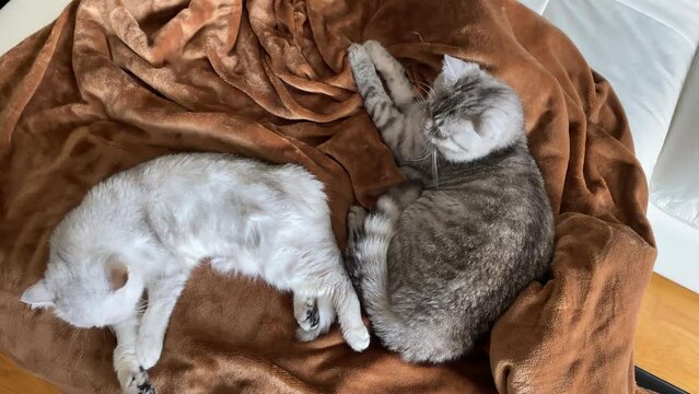 British cats with big green eyes relaxing on sofa.