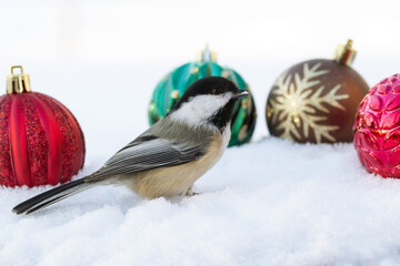 Holiday photo of hickadee with decorative Christmas bulbs on snow.