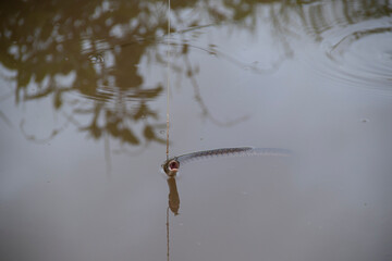 a snake caught in a fishing rod