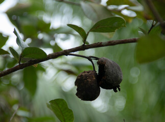 Guava rot from the fungus on the tree.