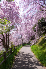 枝垂れ桜の遊歩道