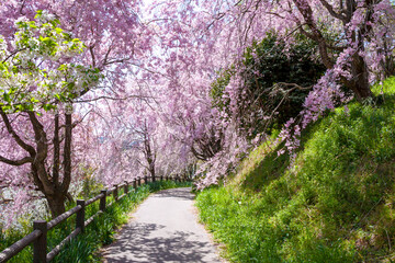 枝垂れ桜の遊歩道