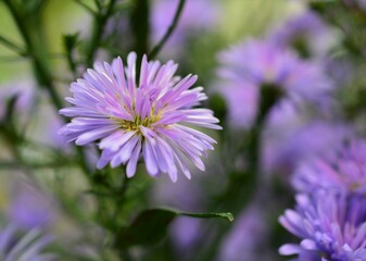 Obraz premium 八重咲きの孔雀アスター（クジャクソウ）紫色