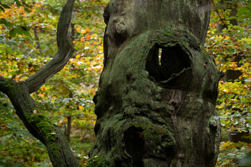 Alte Eiche im Urwald Reinhardswald