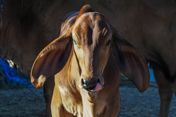 Picture of Thai calf, Brahman breed, male, 3-4 months old