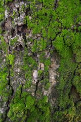 Moss that grows on trees is a type of leaf moss, in Latin it is called Bryophyta