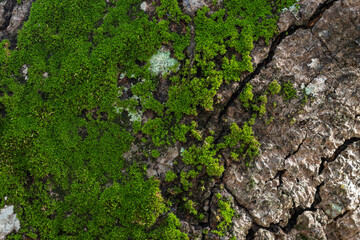 Moss that grows on trees is a type of leaf moss, in Latin it is called Bryophyta