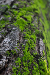 Moss that grows on trees is a type of leaf moss, in Latin it is called Bryophyta