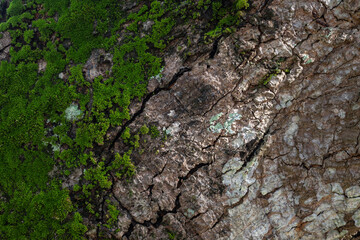Moss that grows on trees is a type of leaf moss, in Latin it is called Bryophyta